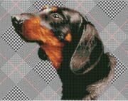 Diamond Dotz - Noble Dachie