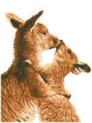 DD6.001-Kissing-Kangas-1