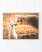 Glass Artwork - Mum & Bub Llama 40x30