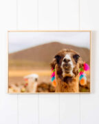 Glass Artwork - Tassel Llama 40x30