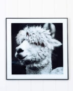 Glass Artwork - Monochrome Alpaca 50x50