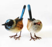 Blue Superb Fairy-Wren Pair