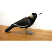 Bristlebrush Magpie Medium