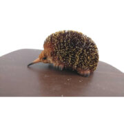 Bristlebrush Echidna Medium