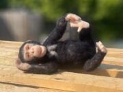 Chico The Chimp Needle Felting Kit
