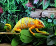 Connie The Chameleon Needle Felting Kit