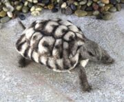 Toto The Tortoise Needle Felting Kit