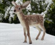 Dixie The Deer Needle Felting Kit