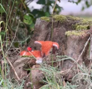 image_1289d3b5-2f72-4744-a36a-f5c06aa78881_640x640