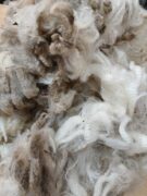 Messenger_creation_455C0AA4-6B00-4C6A-BCF9-AD2325236752~2