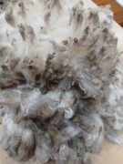 Messenger_creation_455C0AA4-6B00-4C6A-BCF9-AD2325236752~2