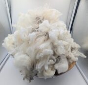 Polwarth Raw Wool Fleece