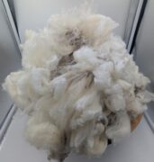 Polwarth Raw Wool Fleece