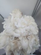 Polwarth Raw Wool Fleece