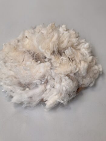 Polwarth Wool Raw Fleece 300g